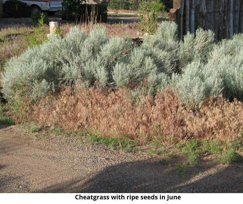 A serious weed is loose in Santa Fe